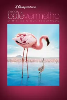 Grande Balé Vermelho: O Mistério dos Flamingos