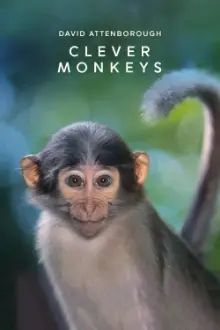 Clever Monkeys