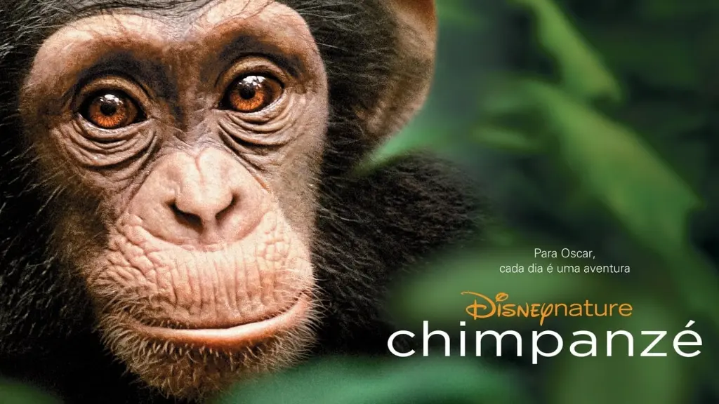 Chimpanzé