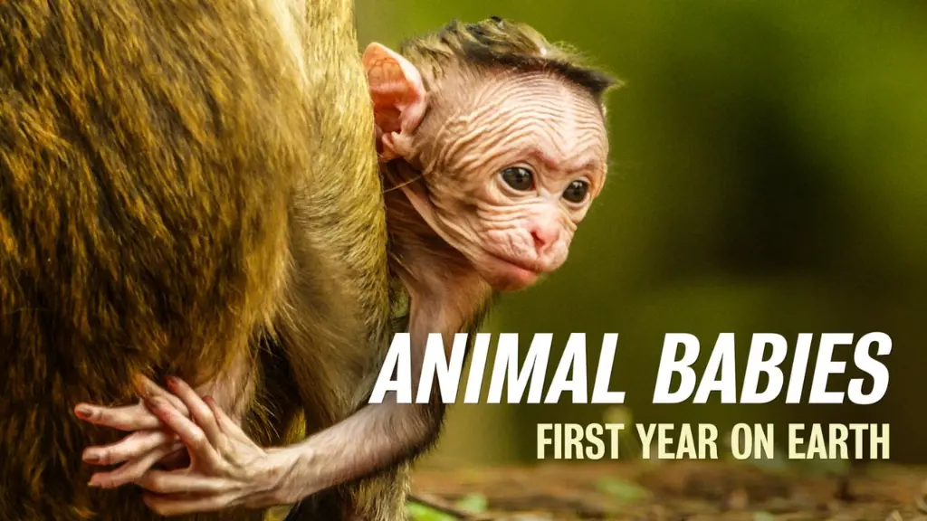 Animal Babies: First Year On Earth