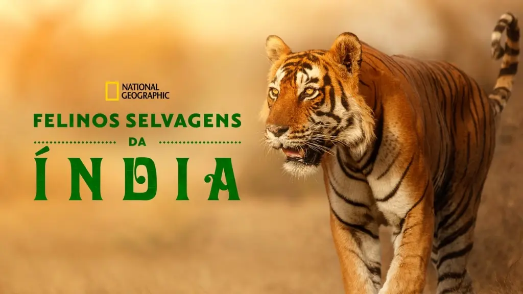 Gatos Selvagens da Índia