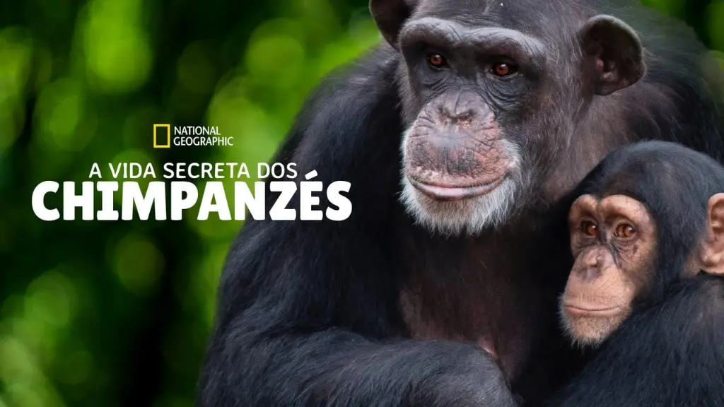 A Vida Secreta dos Chimpanzés