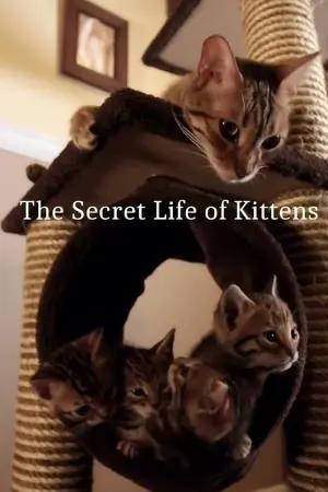 The Secret Life of Kittens