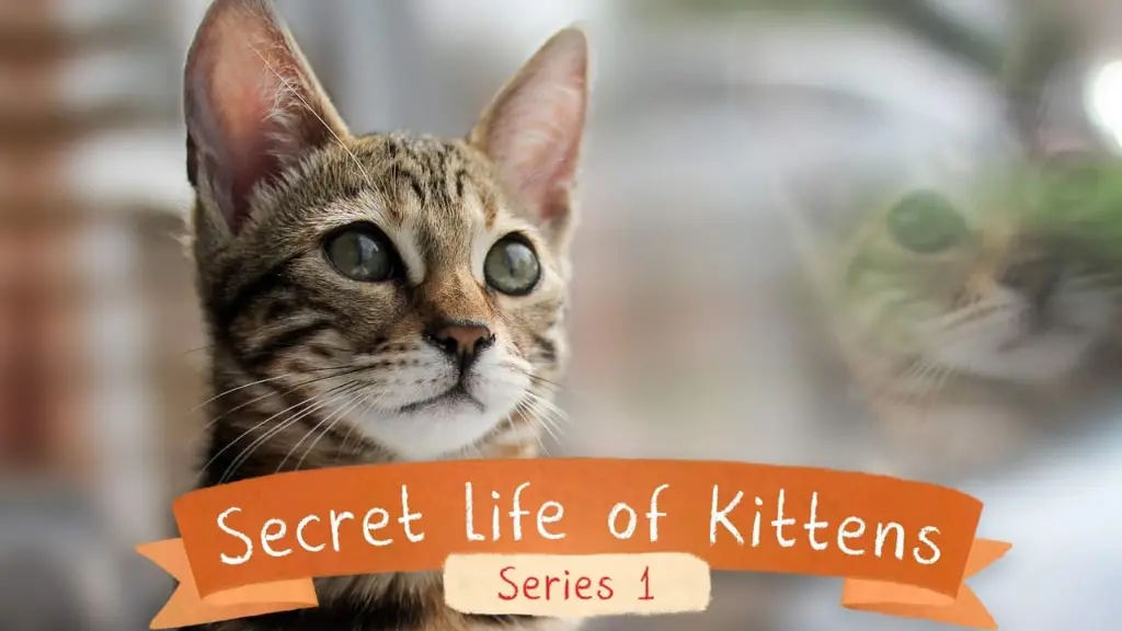 The Secret Life of Kittens