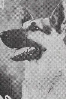 Rin-Tin-Tin Jr. como: Duke