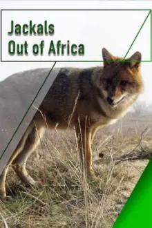 Jackals - Out of Africa