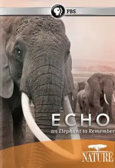 Echo: An Elephant to Remember