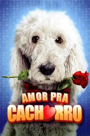 Amor Pra Cachorro