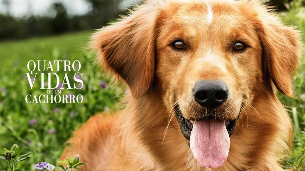 Quatro Vidas de um Cachorro