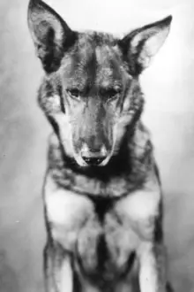 Rin-Tin-Tin como: Rin Tin Tin