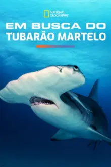 Em Busca do Tubarão Martelo