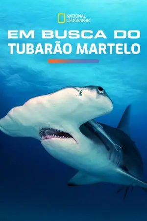 Em Busca do Tubarão Martelo