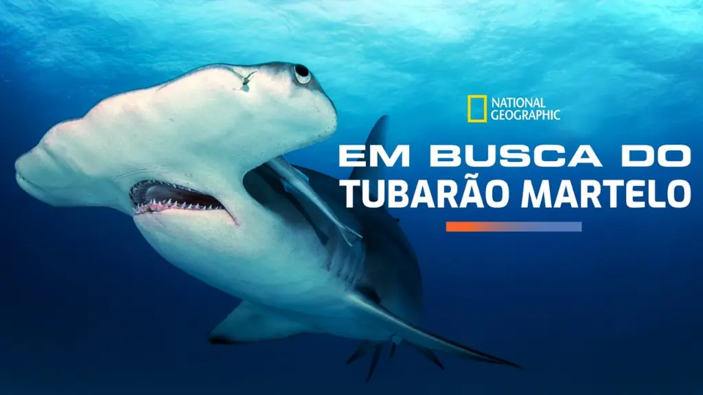 Em Busca do Tubarão Martelo