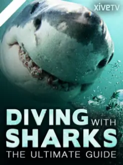 Diving with Sharks: The Ultimate Guide