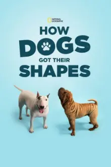 How Dogs Got Their Shapes