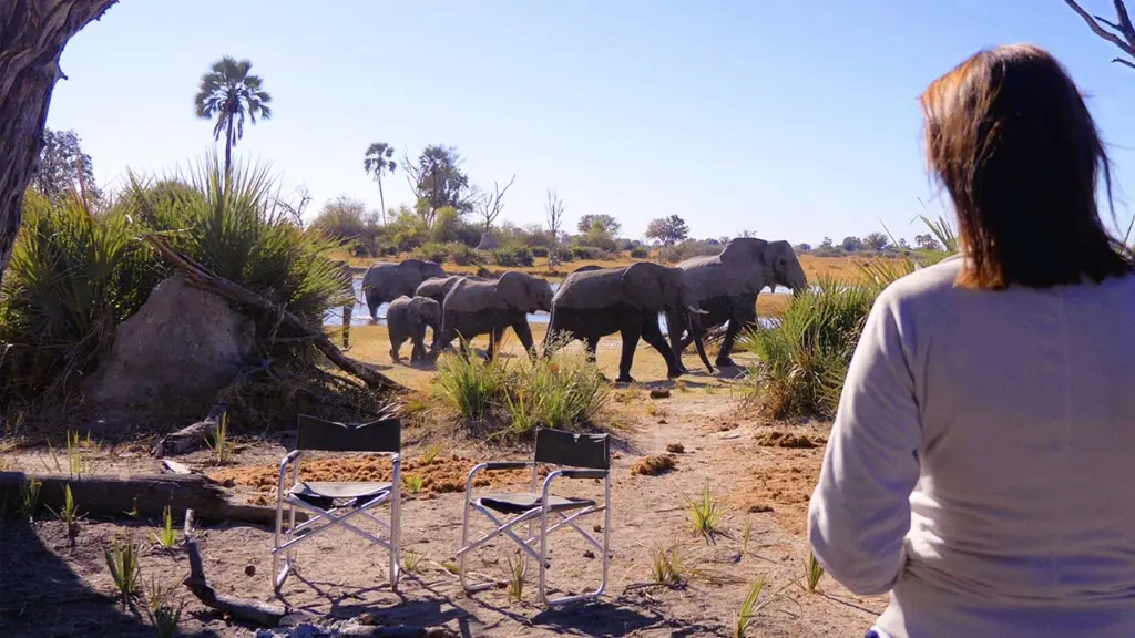 Nos Bastidores de Elefante