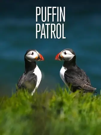 Puffin Patrol