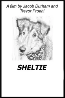 Sheltie