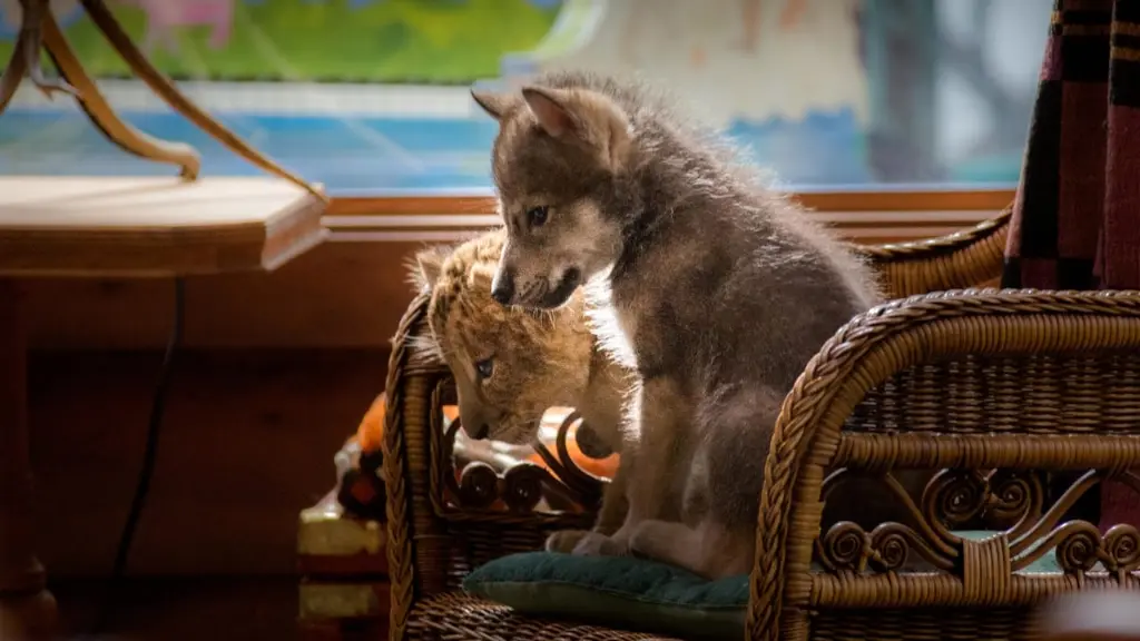 O Lobo e o Leão