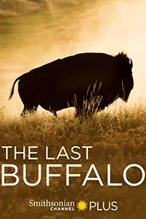 O Último Búfalo