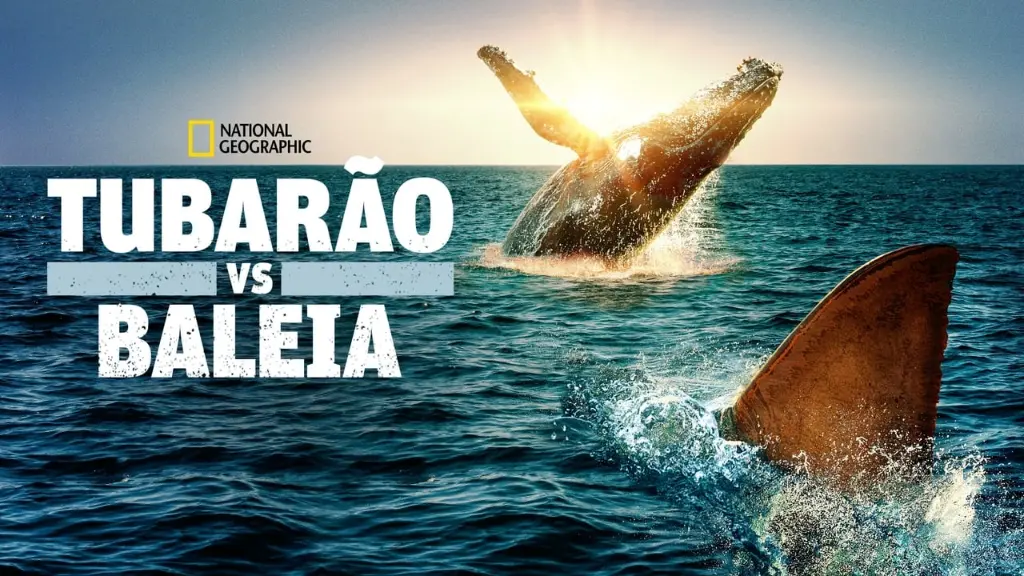 Tubarão vs. Baleia