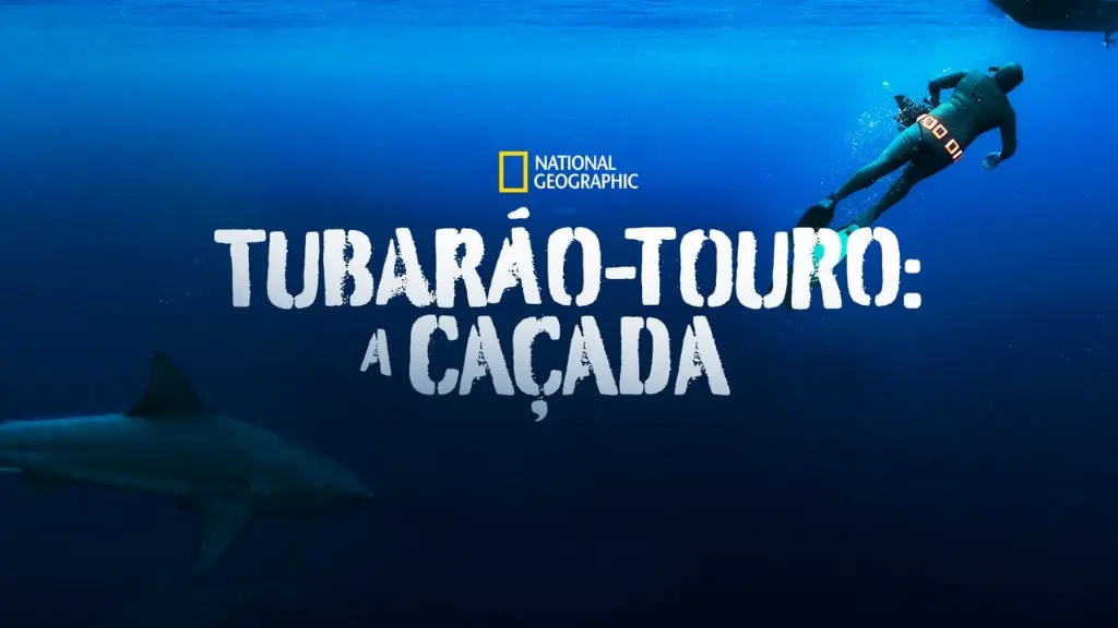 Tubarão-Touro: A Caçada