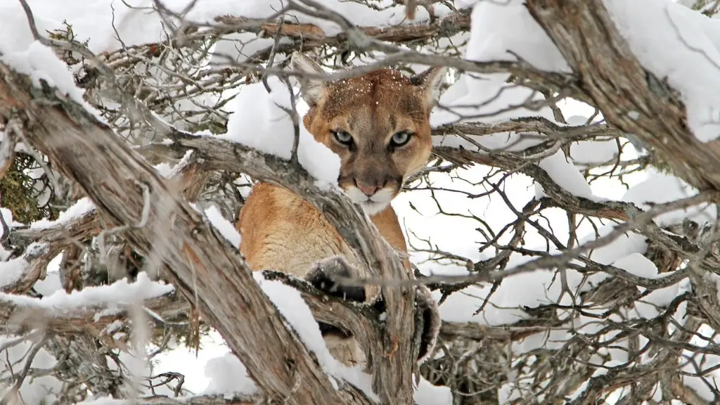 Conflitos entre Puma e Lobos