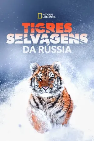 Tigres Selvagens da Rússia