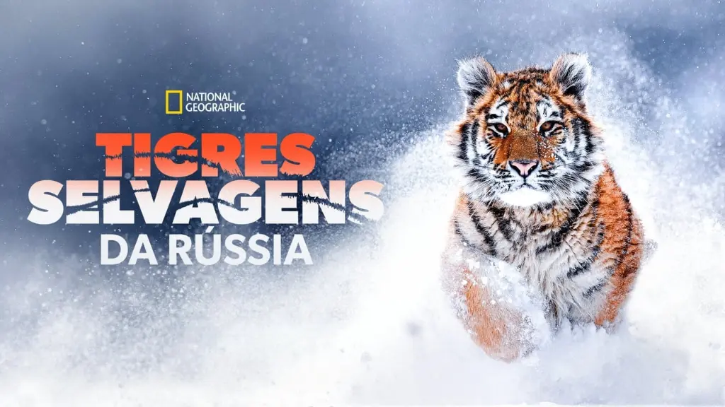 Tigres Selvagens da Rússia