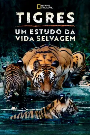 Tigres: Um Estudo da Vida Selvagem