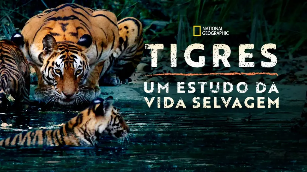 Tigres: Um Estudo da Vida Selvagem