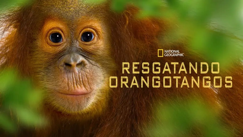 Resgatando Orangotangos