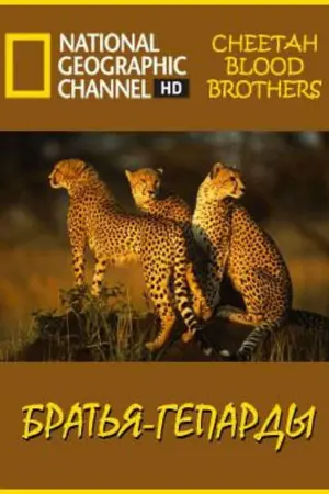 Cheetah Blood Brothers