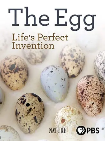 The Egg: Life’s Perfect Invention