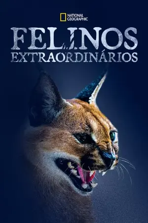 Felinos Extraordinários