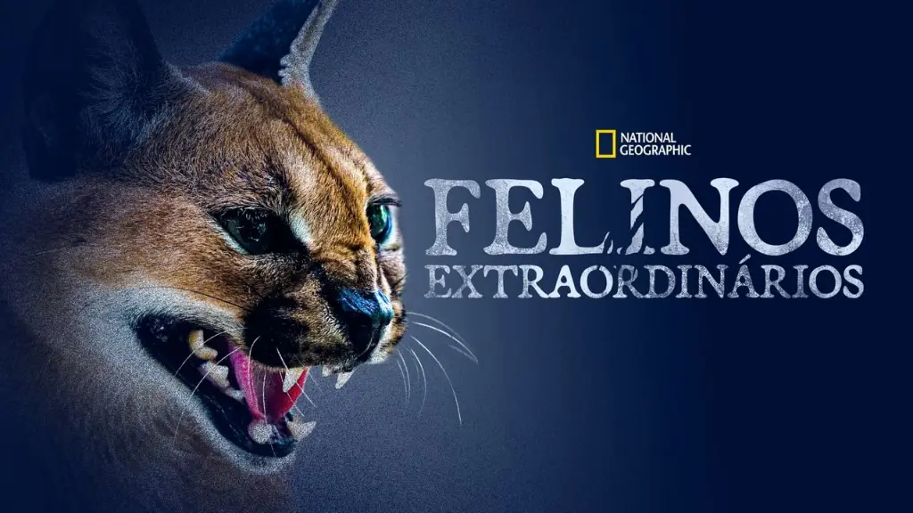 Felinos Extraordinários