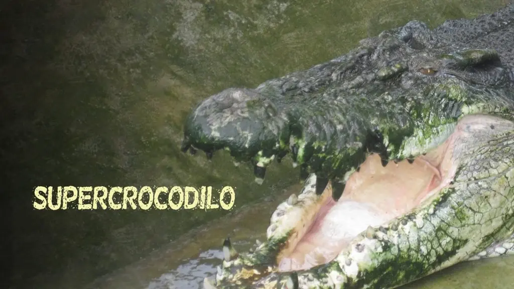 Supercrocodilo