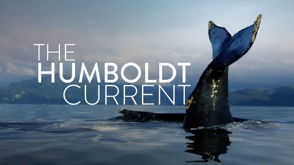 The Humboldt Current