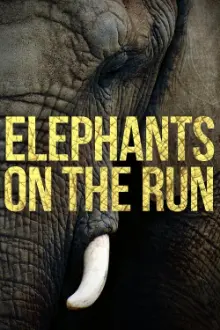 Elephants on the Run