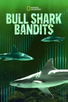 Tubarões Cabeça-Chata Bandidos