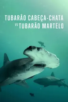 Tubarão Cabeça-Chata vs. Tubarão Martelo