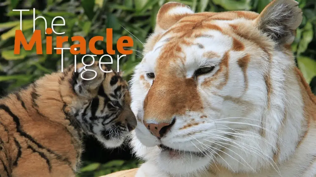 The Miracle Tiger