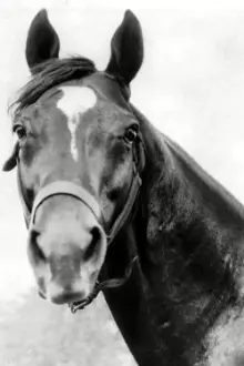 Man o' War como: Race Horse