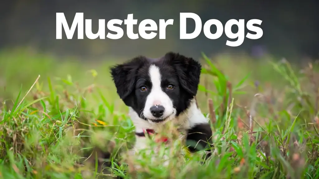 Muster Dogs