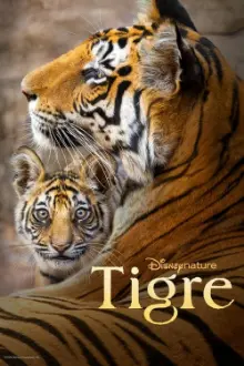 Tigre