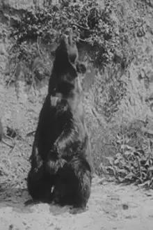 John Brown como: A Bear (uncredited)