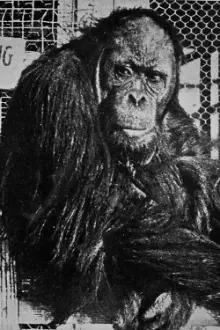 Joe Martin como: A Chimp