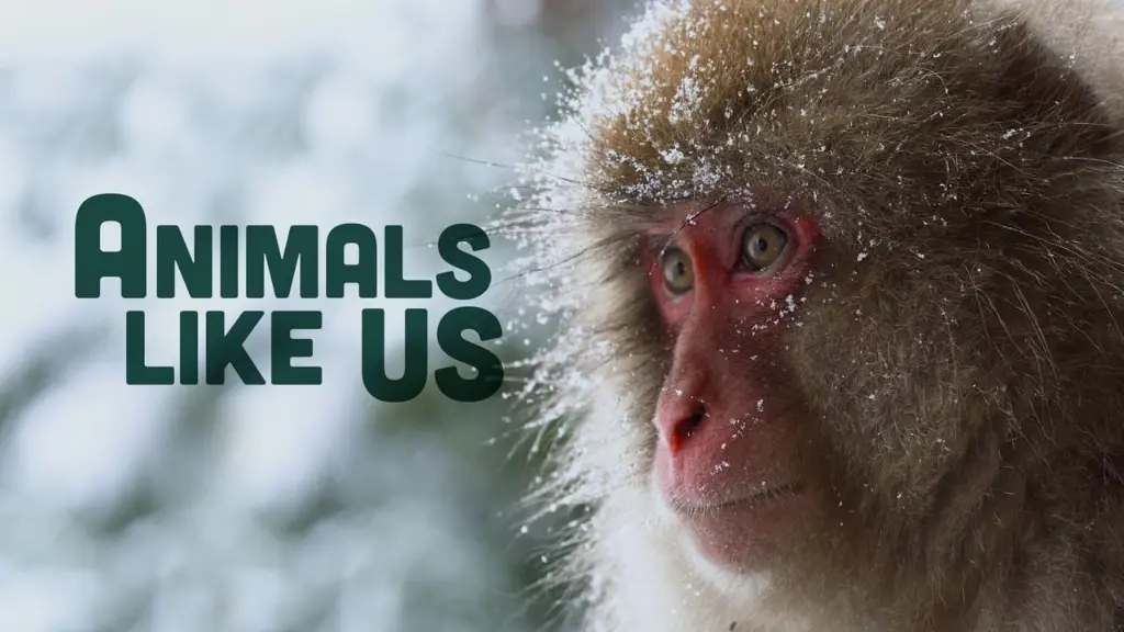 Animals Like Us