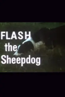 Flash the Sheepdog