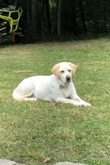 Cooper Bauer como: News Dog